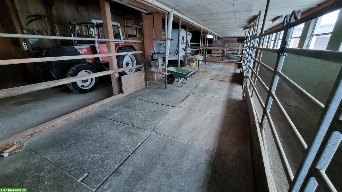 Pferdeboxen mit Auslauf zu vermieten 🐴 Schönholzerswilen TG