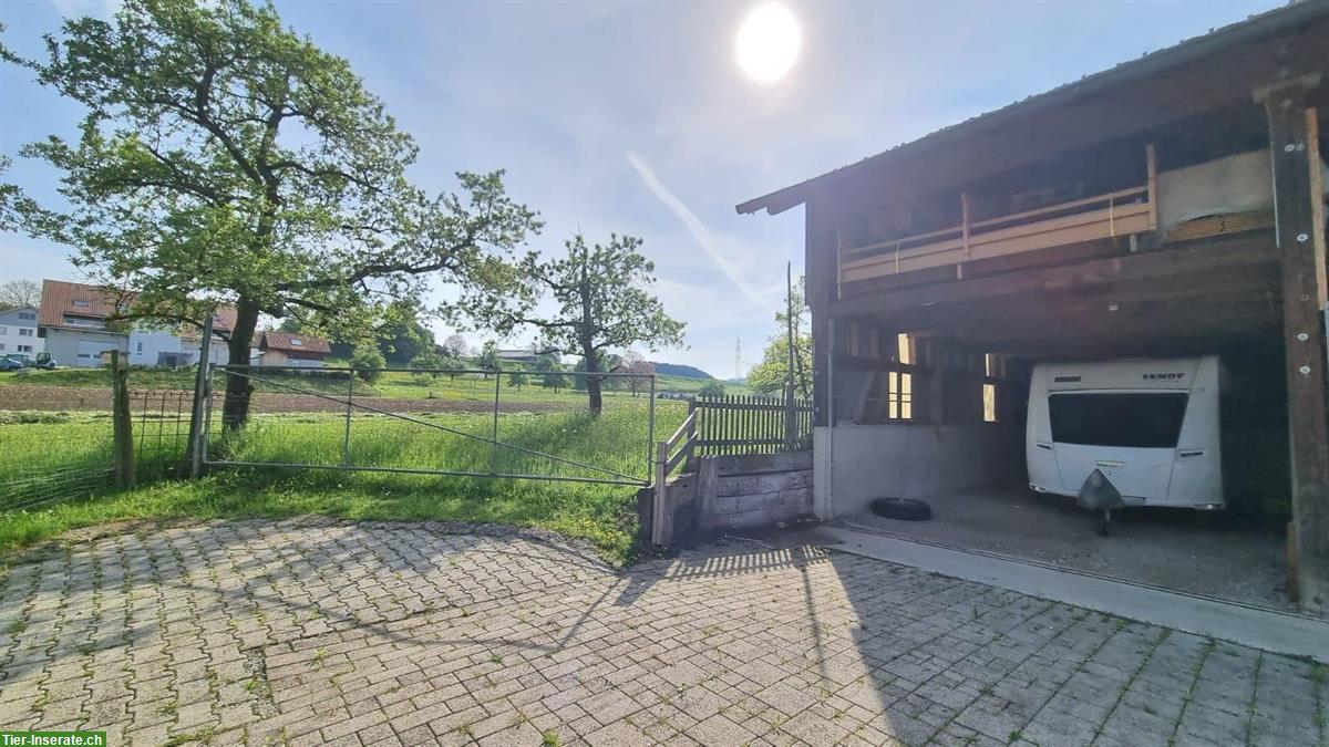 Bild 2: Pferdeboxen mit Auslauf zu vermieten 🐴 Schönholzerswilen TG