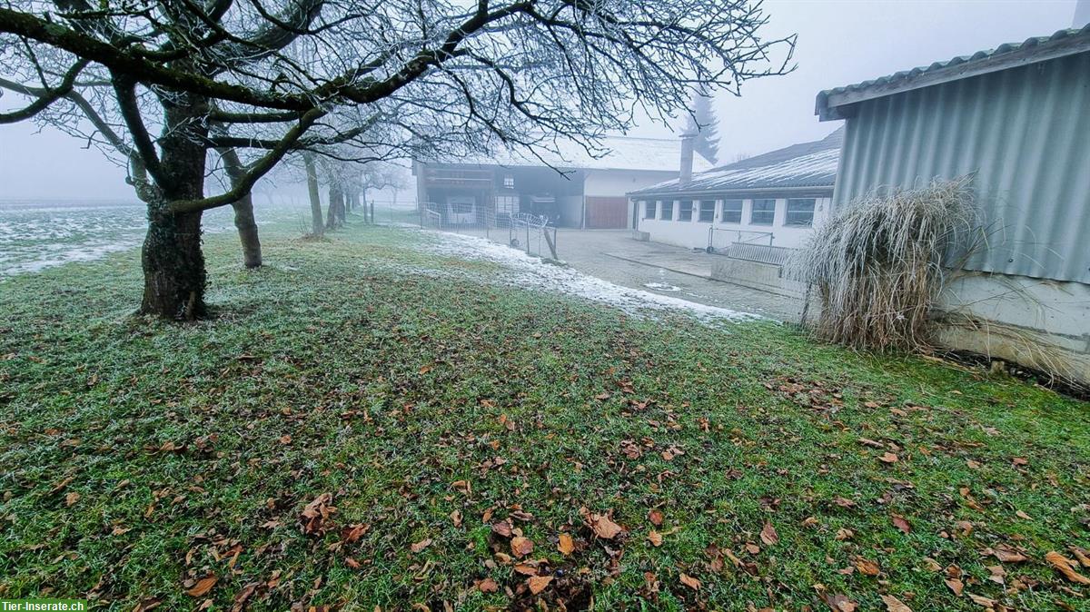 Bild 5: Pferdeboxen mit Auslauf zu vermieten 🐴 Schönholzerswilen TG