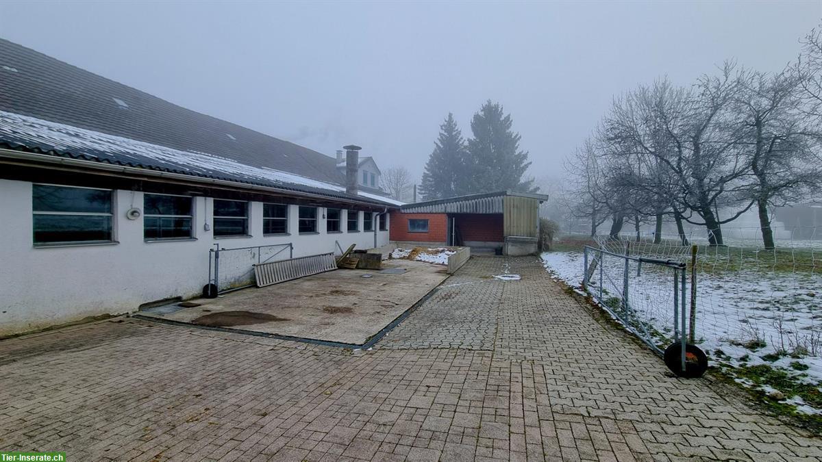 Bild 6: Pferdeboxen mit Auslauf zu vermieten 🐴 Schönholzerswilen TG