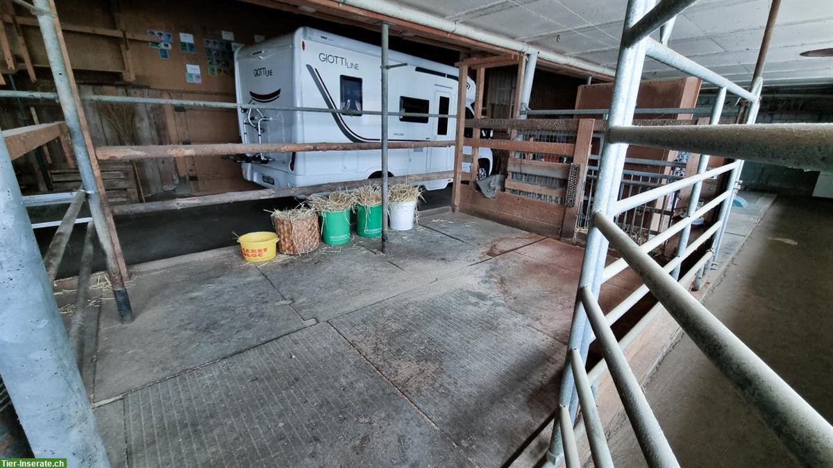 Bild 8: Pferdeboxen mit Auslauf zu vermieten 🐴 Schönholzerswilen TG