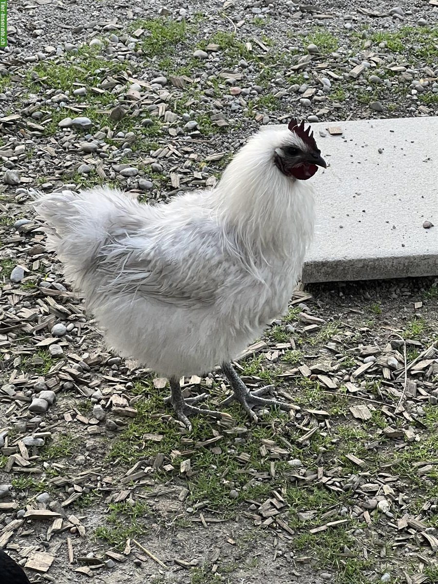 Bild 2: Junghahn vom Dezember sucht eigene Hühnerschar