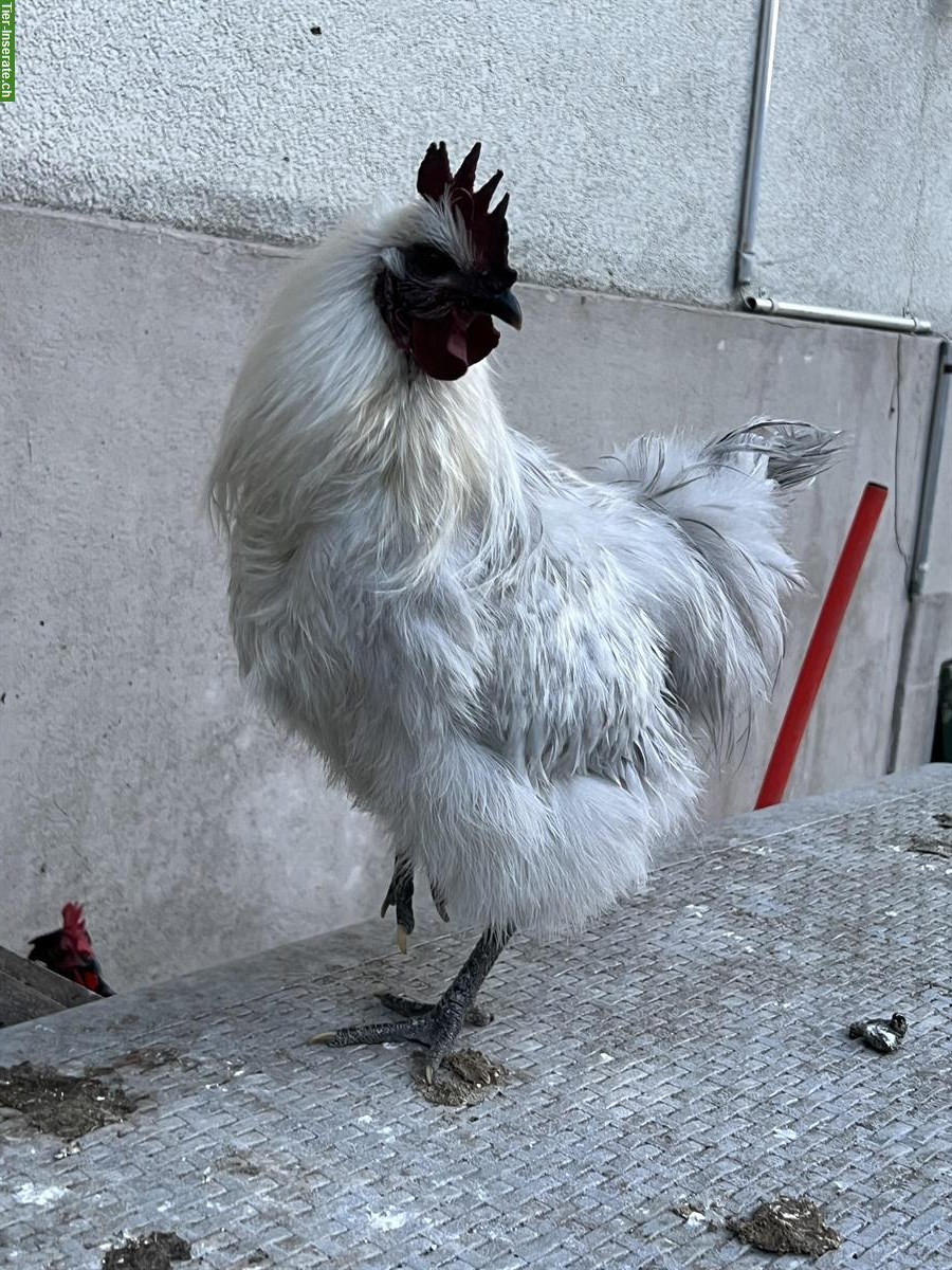 Bild 3: Junghahn vom Dezember sucht eigene Hühnerschar