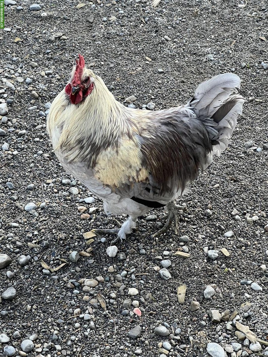 Bild 4: Junghahn vom Dezember sucht eigene Hühnerschar