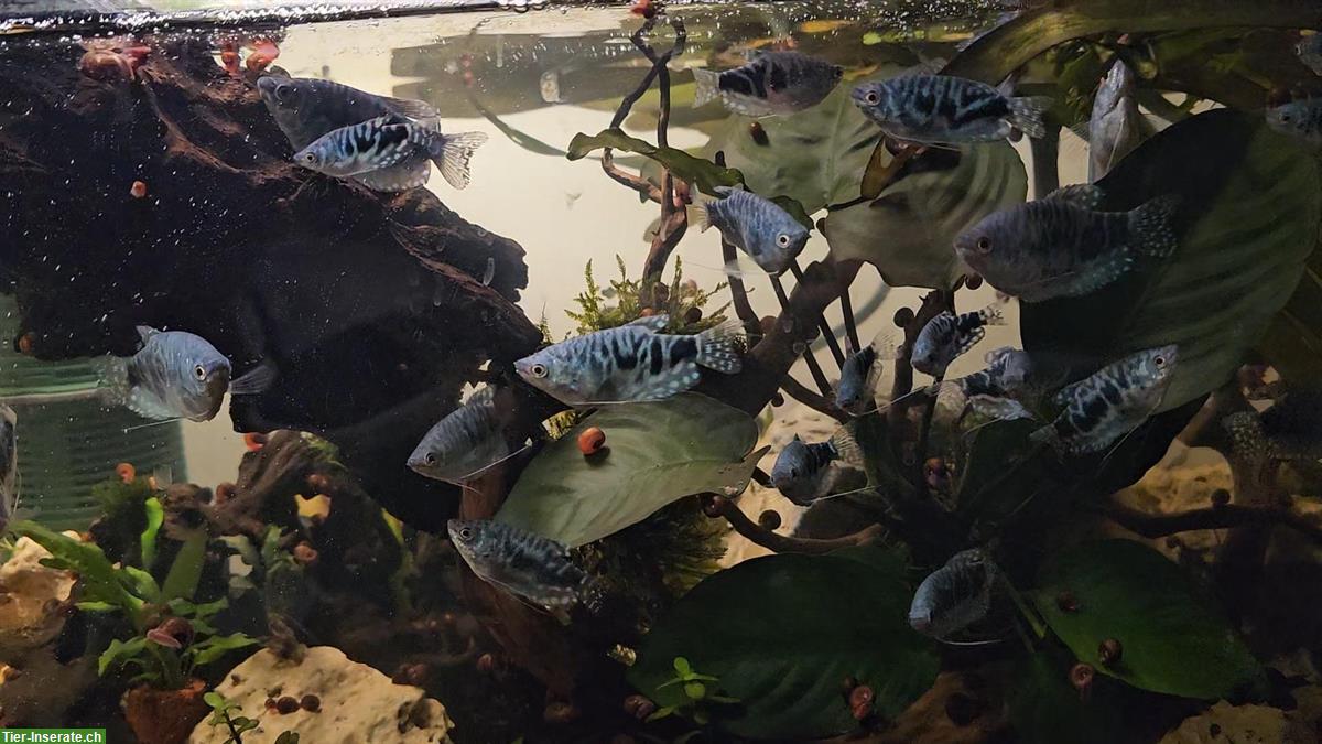 Blaue Fadenfische zu verkaufen