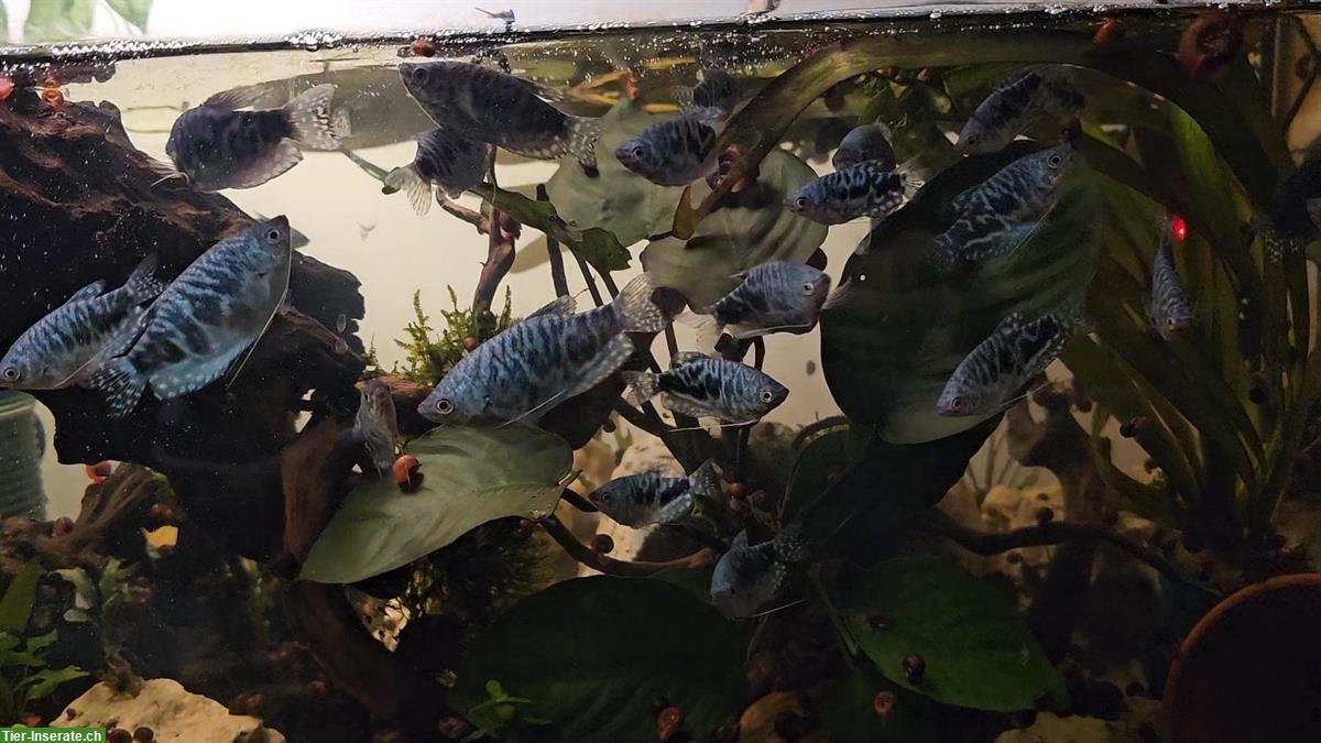 Bild 2: Blaue Fadenfische zu verkaufen