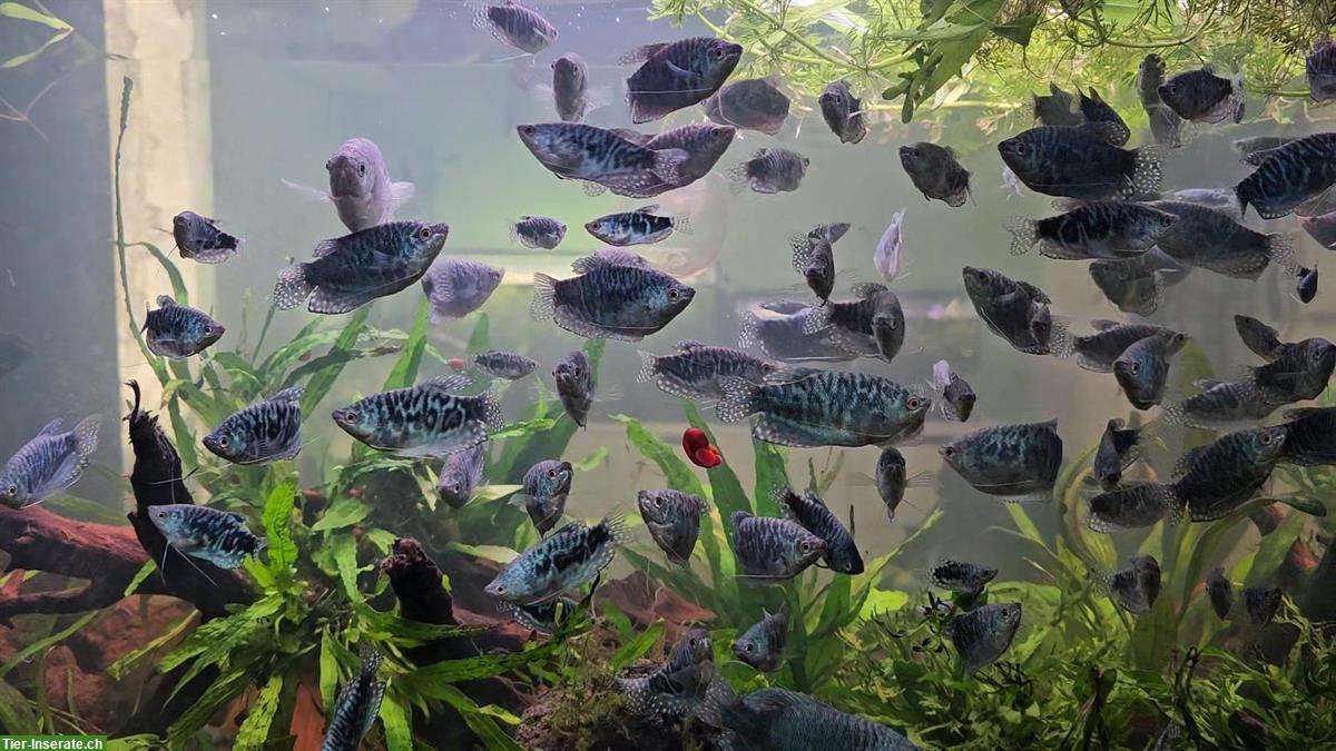 Bild 3: Blaue Fadenfische zu verkaufen