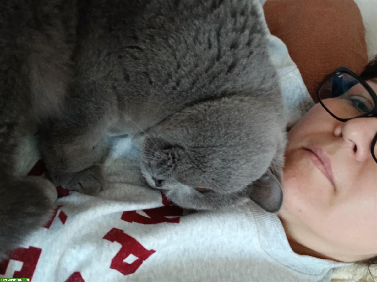 Bild 10: Deckkater BKH, blau, Blutgruppe A