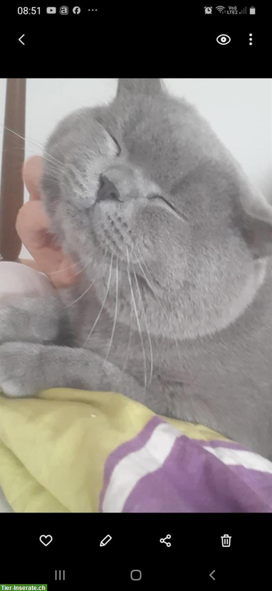 Bild 9: Deckkater BKH, blau, Blutgruppe A