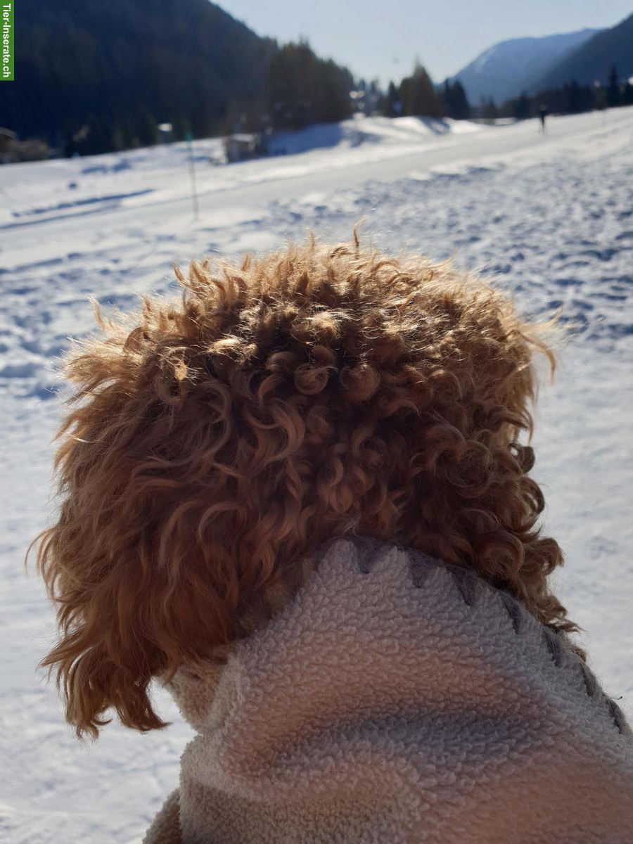 Bild 6: Hunde-Einzelbetreuung Graubünden liebevoll und zuverlässig