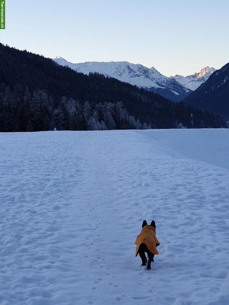 Bild 7: Hunde-Einzelbetreuung Graubünden liebevoll und zuverlässig