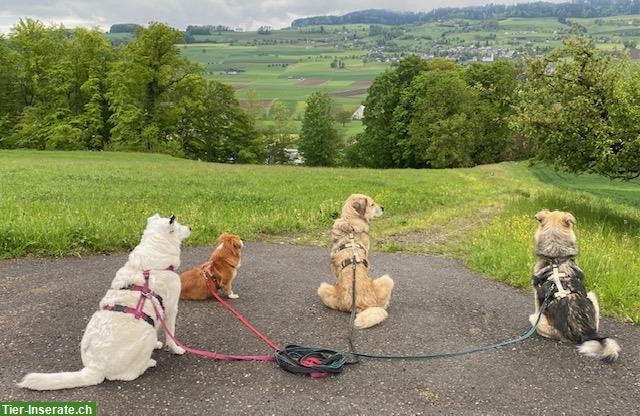 Bild 2: Passende Liegenschaft gesucht für Hunde-Altersresidenz