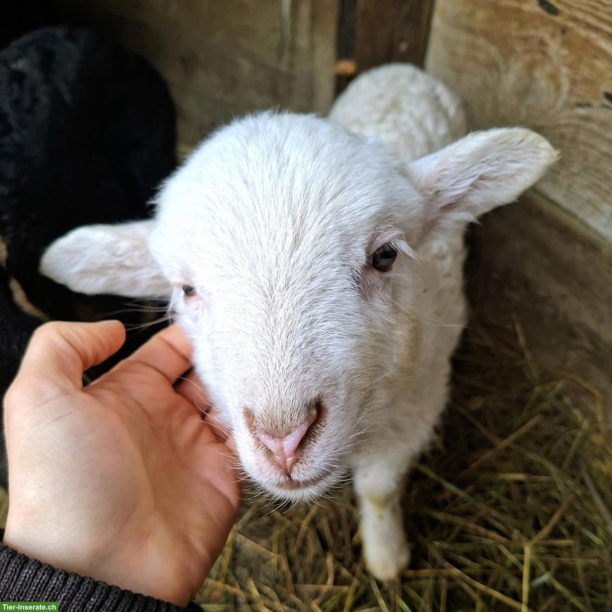 Bild 4: Reinrassige Krainer Steinschafe, Jungtiere