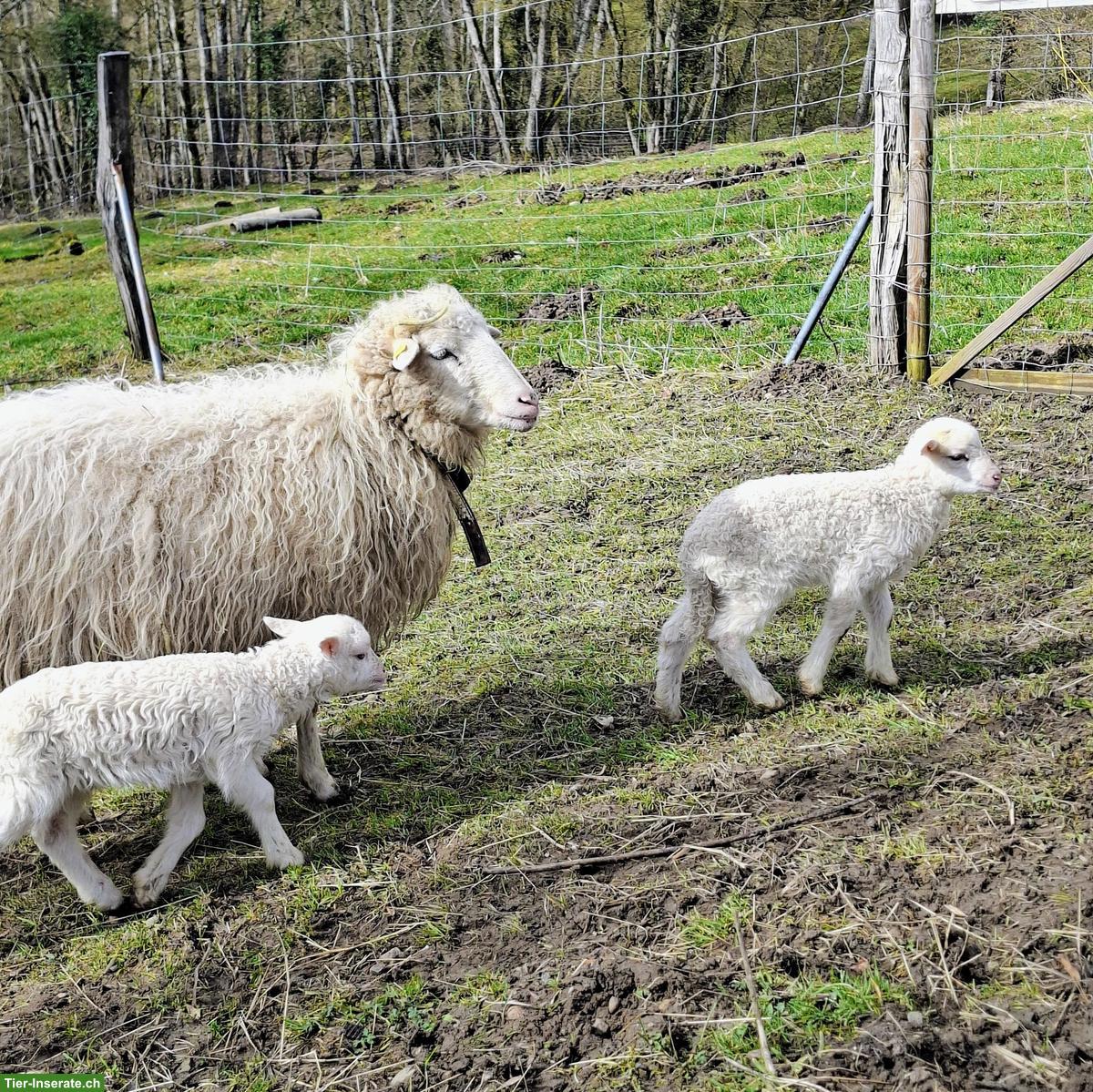 Bild 5: Reinrassige Krainer Steinschafe, Jungtiere