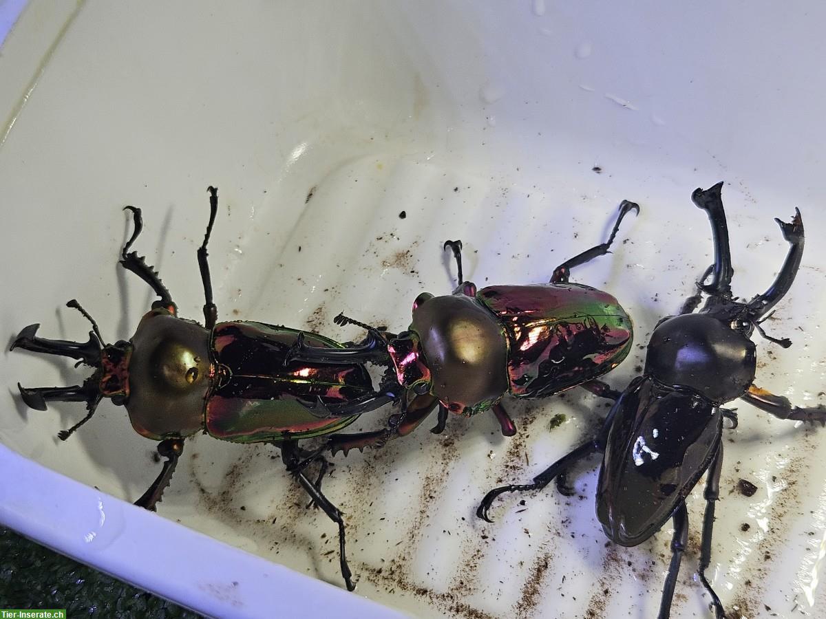 Bild 4: Phalacrognathus muelleri, Male and Female