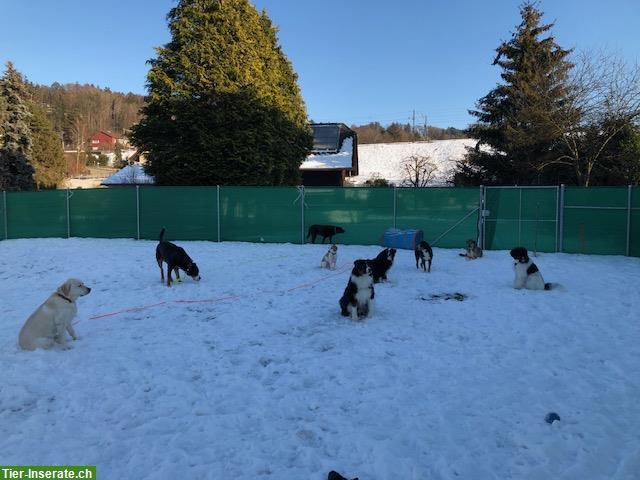 Bild 4: Tages- & Ferienplätze im Hundehort im Bauernhaus