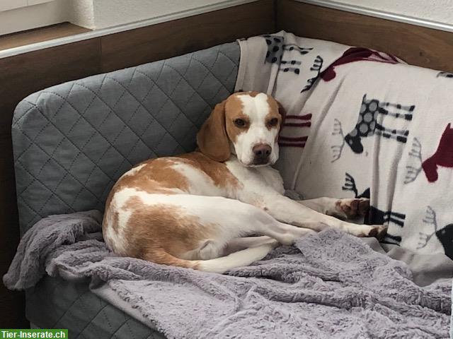 Bild 5: Tages- & Ferienplätze im Hundehort im Bauernhaus