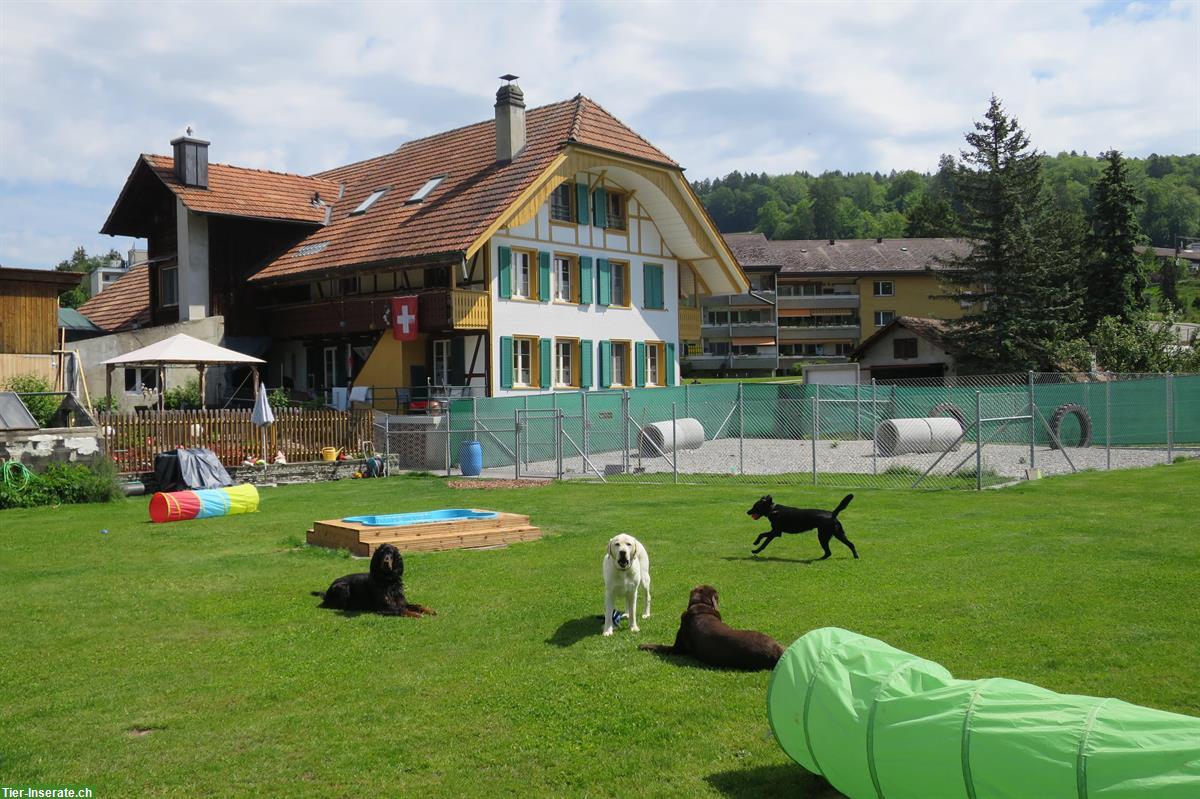Bild 6: Tages- & Ferienplätze im Hundehort im Bauernhaus