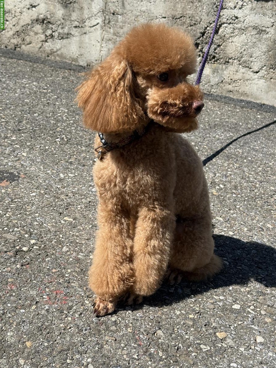 Bild 5: Deckrüde Zwergpudel mit Hausbesuch...