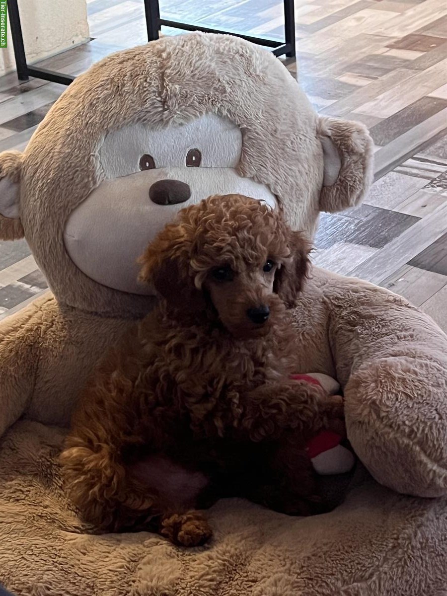 Bild 6: Deckrüde Zwergpudel mit Hausbesuch...