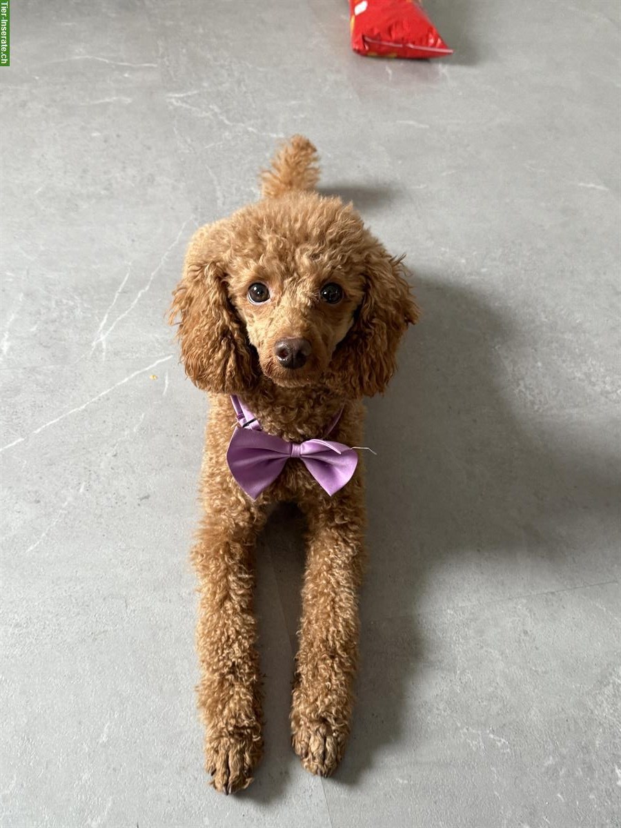 Bild 7: Deckrüde Zwergpudel mit Hausbesuch...