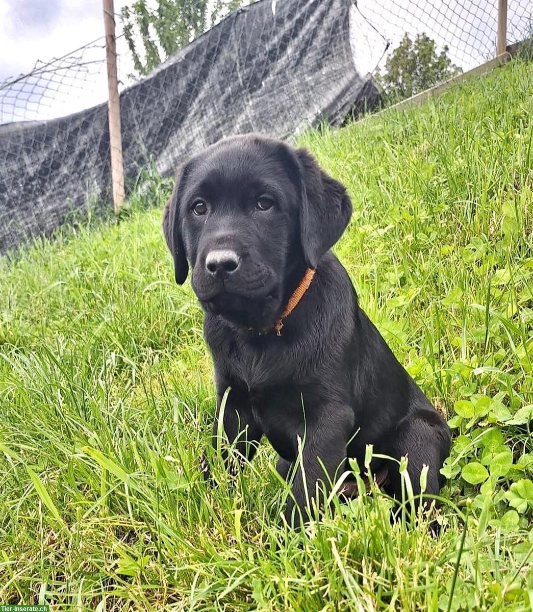 Labrador Welpen braun/schwarz mit Stammbaum