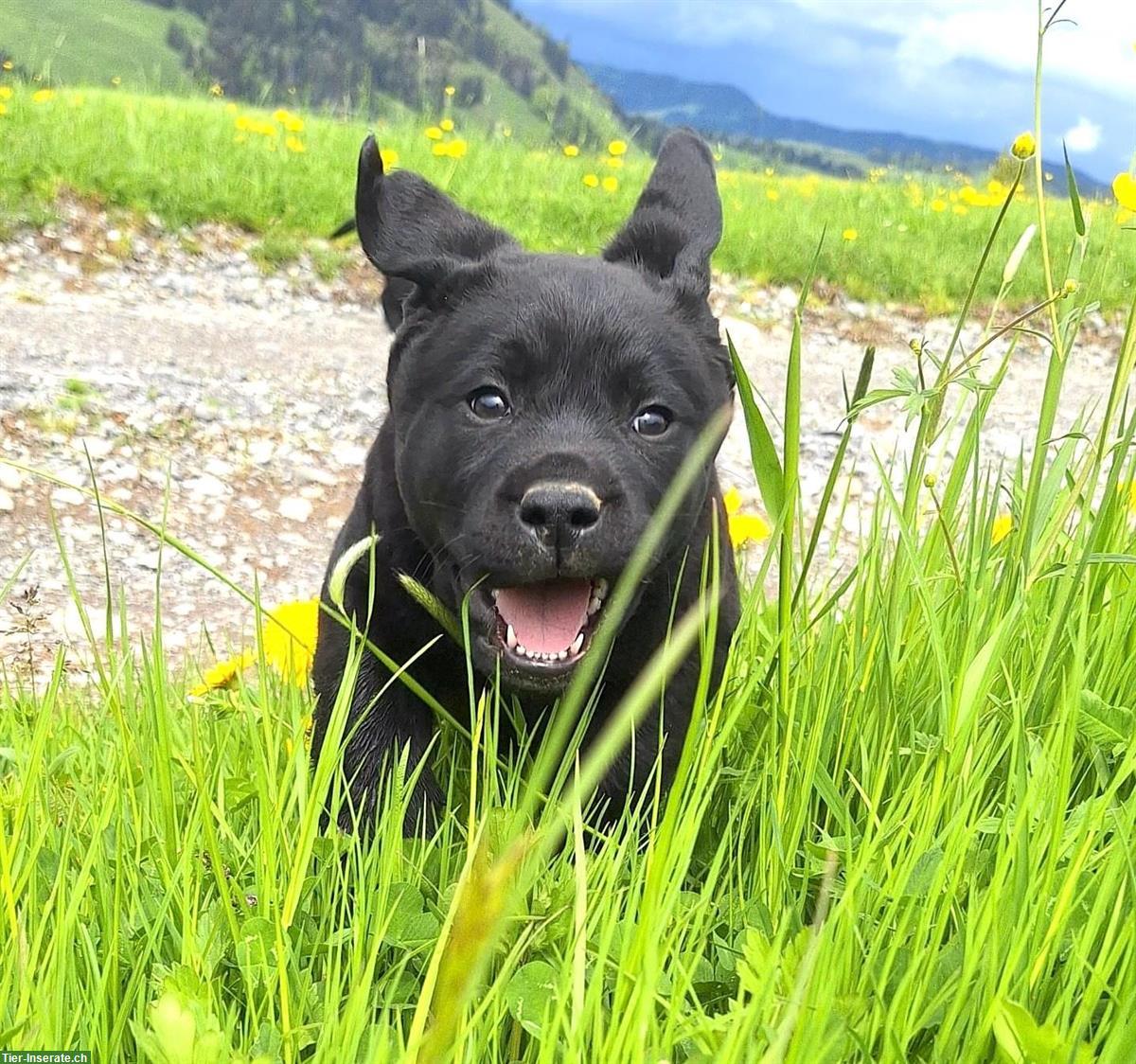 Bild 2: Labrador Welpen braun/schwarz mit Stammbaum