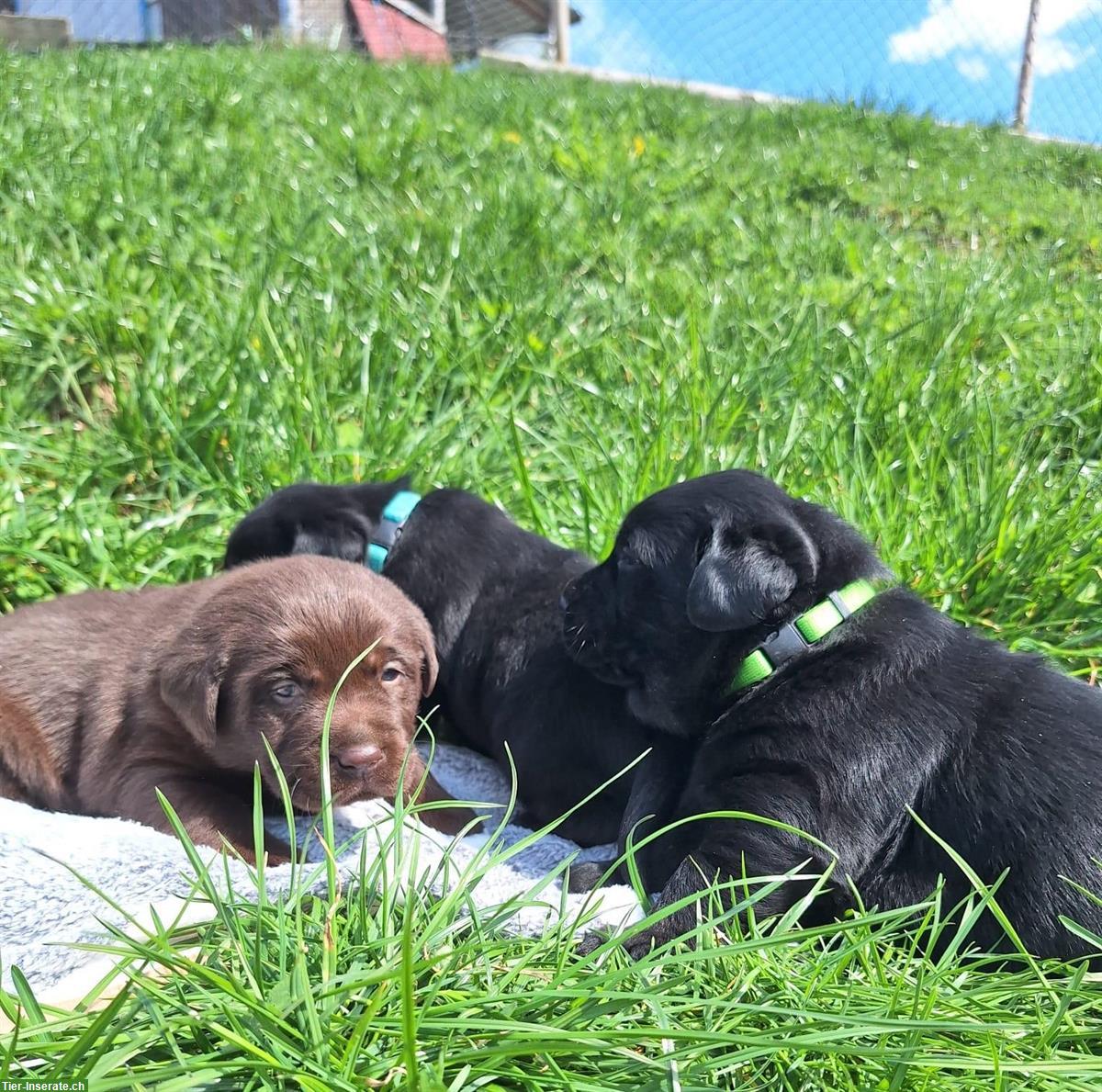 Bild 3: Labrador Welpen braun/schwarz mit Stammbaum