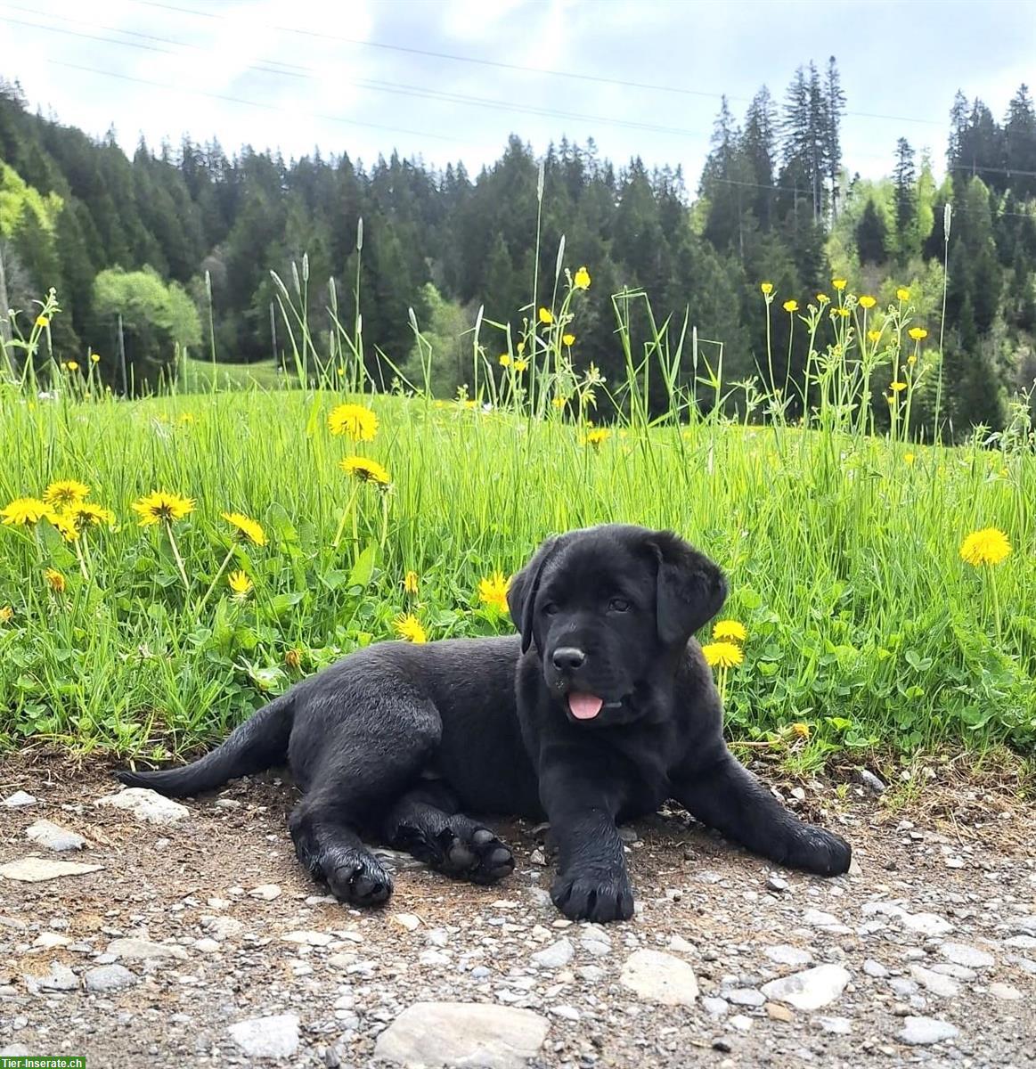 Bild 4: Labrador Welpen braun/schwarz mit Stammbaum