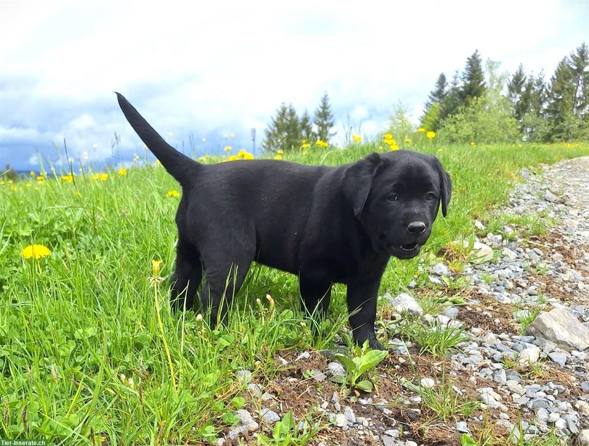 Bild 6: Labrador Welpen braun/schwarz mit Stammbaum