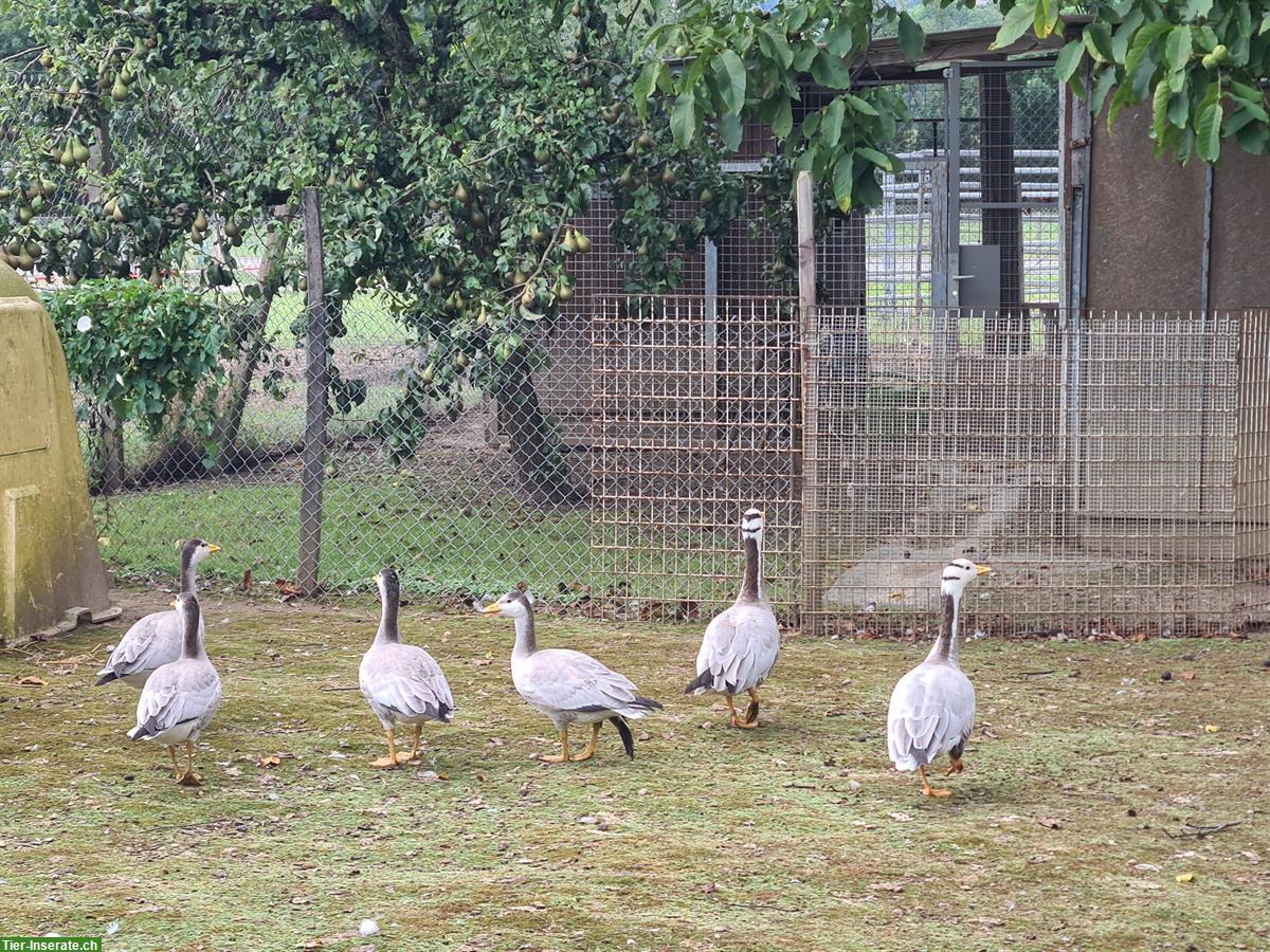 Zu verkaufen Streifengans Ganter aus Naturbrut