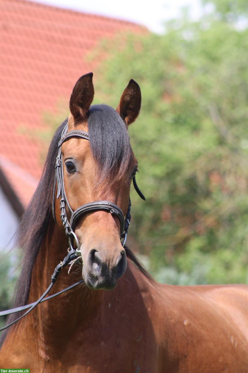 Bild 4: Hispano Araber Hengst, dunkelfuchs