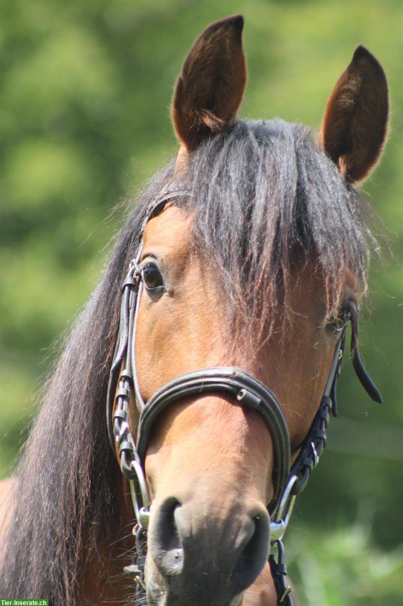 Bild 5: Hispano Araber Hengst, dunkelfuchs