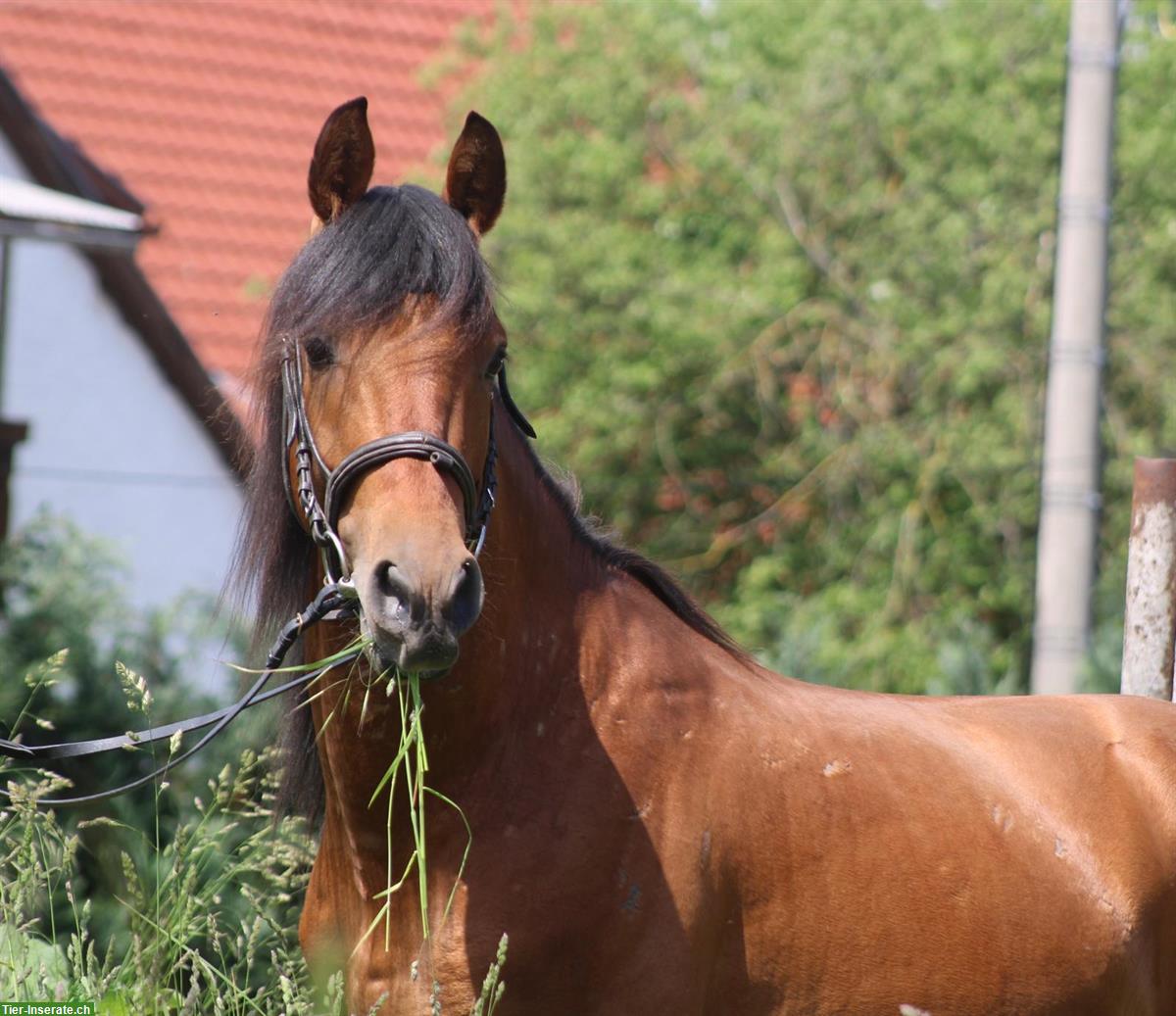 Bild 6: Hispano Araber Hengst, dunkelfuchs