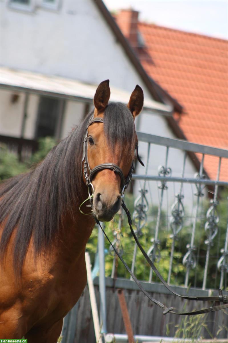 Bild 7: Hispano Araber Hengst, dunkelfuchs