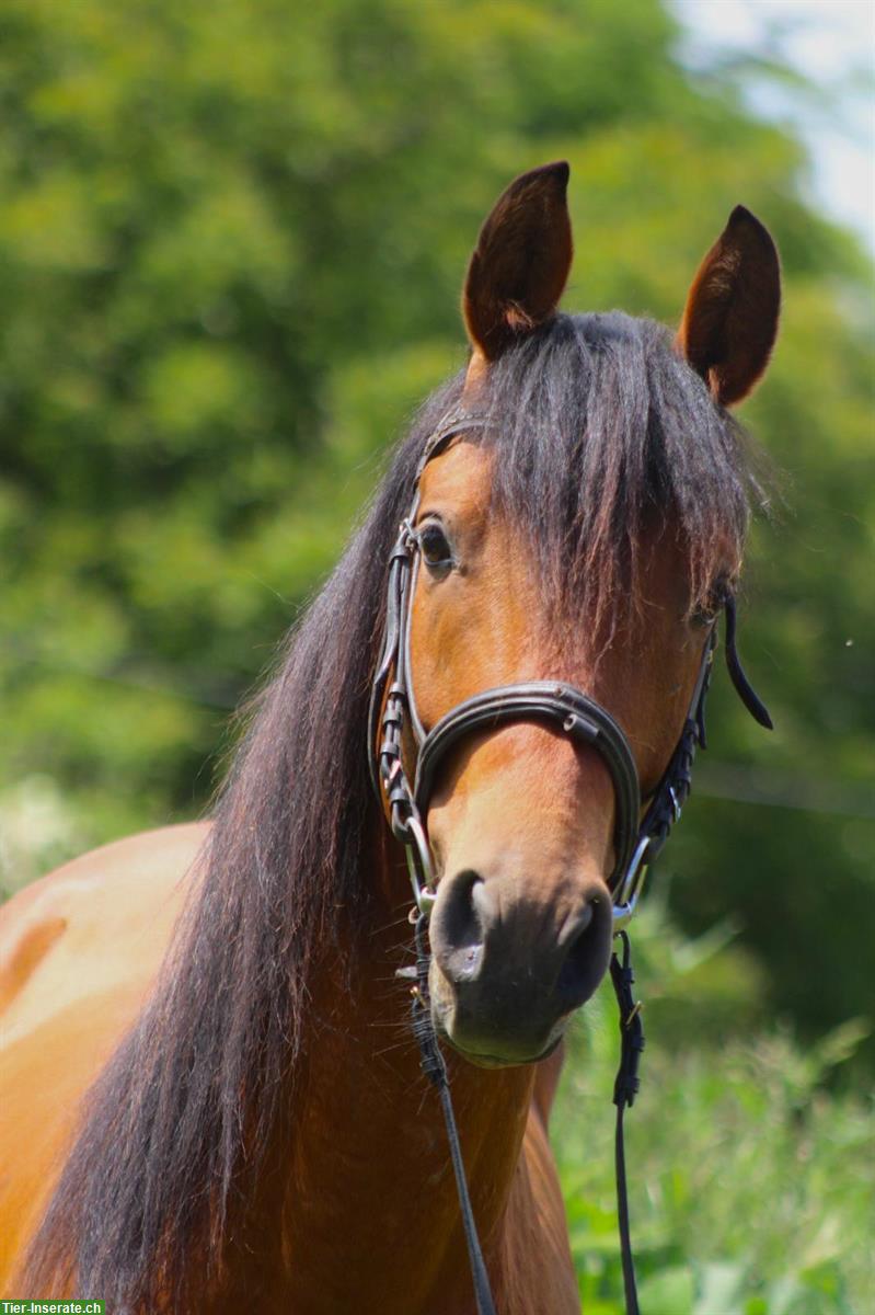 Bild 8: Hispano Araber Hengst, dunkelfuchs