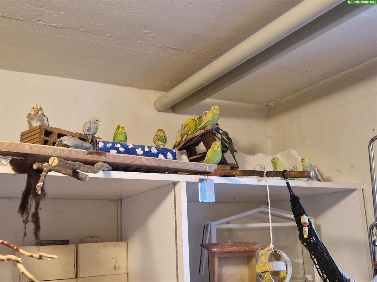 Junge Wellensittiche aus Hobbyzucht abzugeben