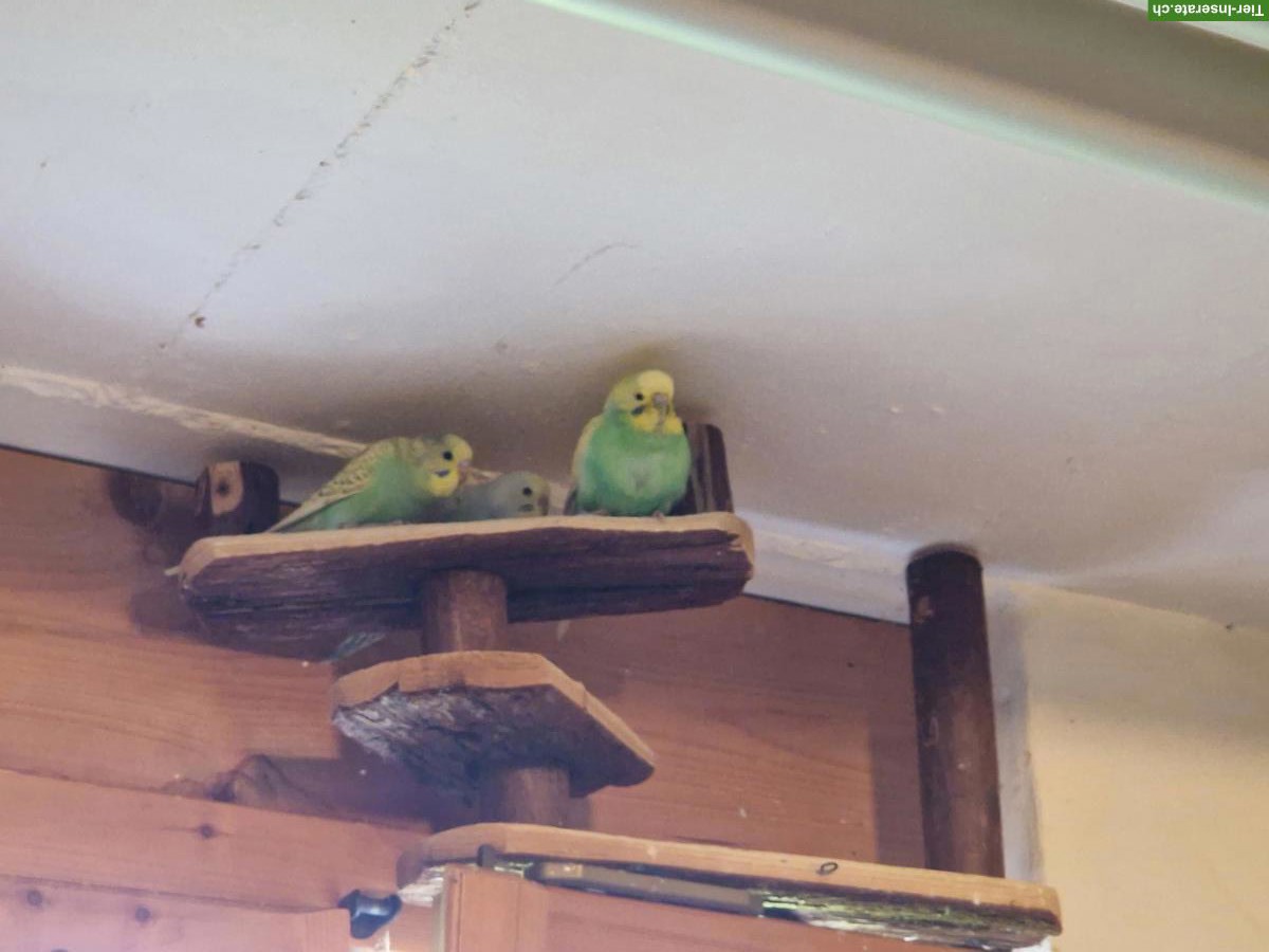 Bild 3: Junge Wellensittiche aus Hobbyzucht abzugeben