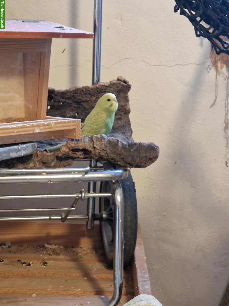 Bild 4: Junge Wellensittiche aus Hobbyzucht abzugeben