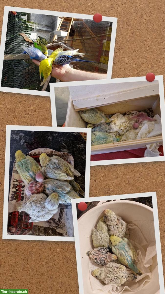 Bild 5: Junge Wellensittiche aus Hobbyzucht abzugeben