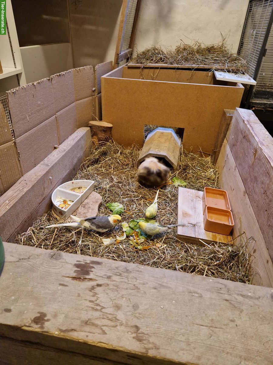 Bild 6: Junge Wellensittiche aus Hobbyzucht abzugeben