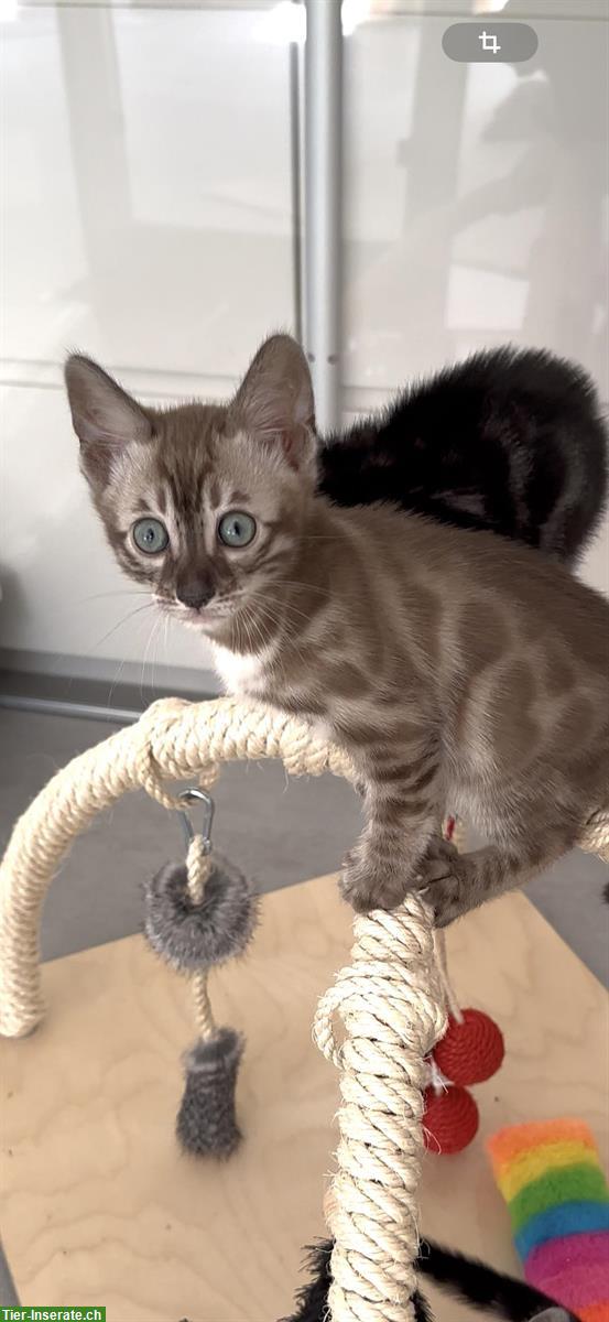 Bild 2: Bengal Kitten reinrassig