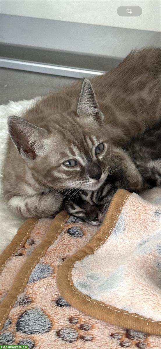 Bild 3: Bengal Kitten reinrassig