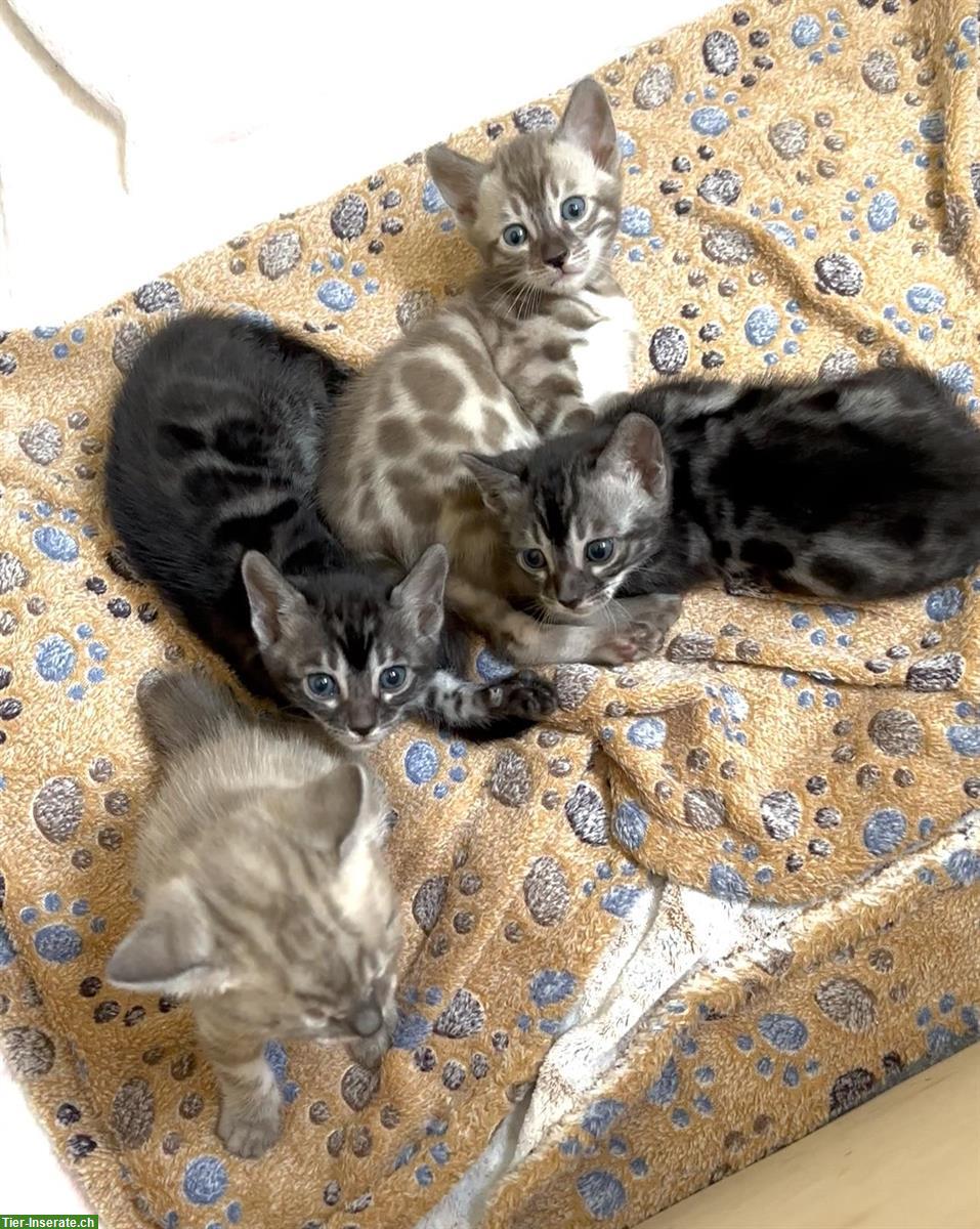 Bild 4: Bengal Kitten reinrassig