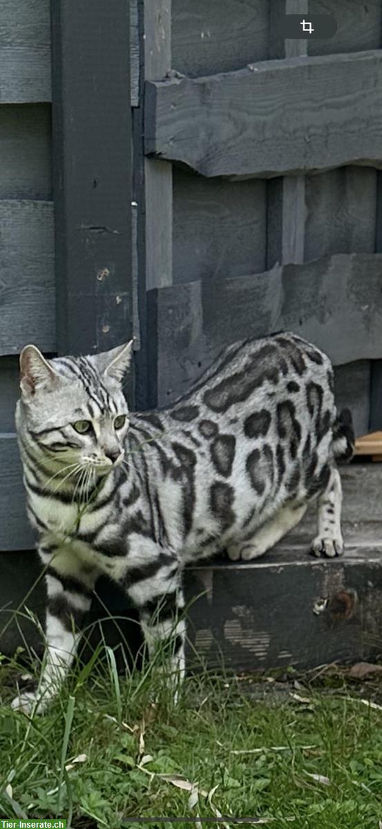 Bild 5: Bengal Kitten reinrassig