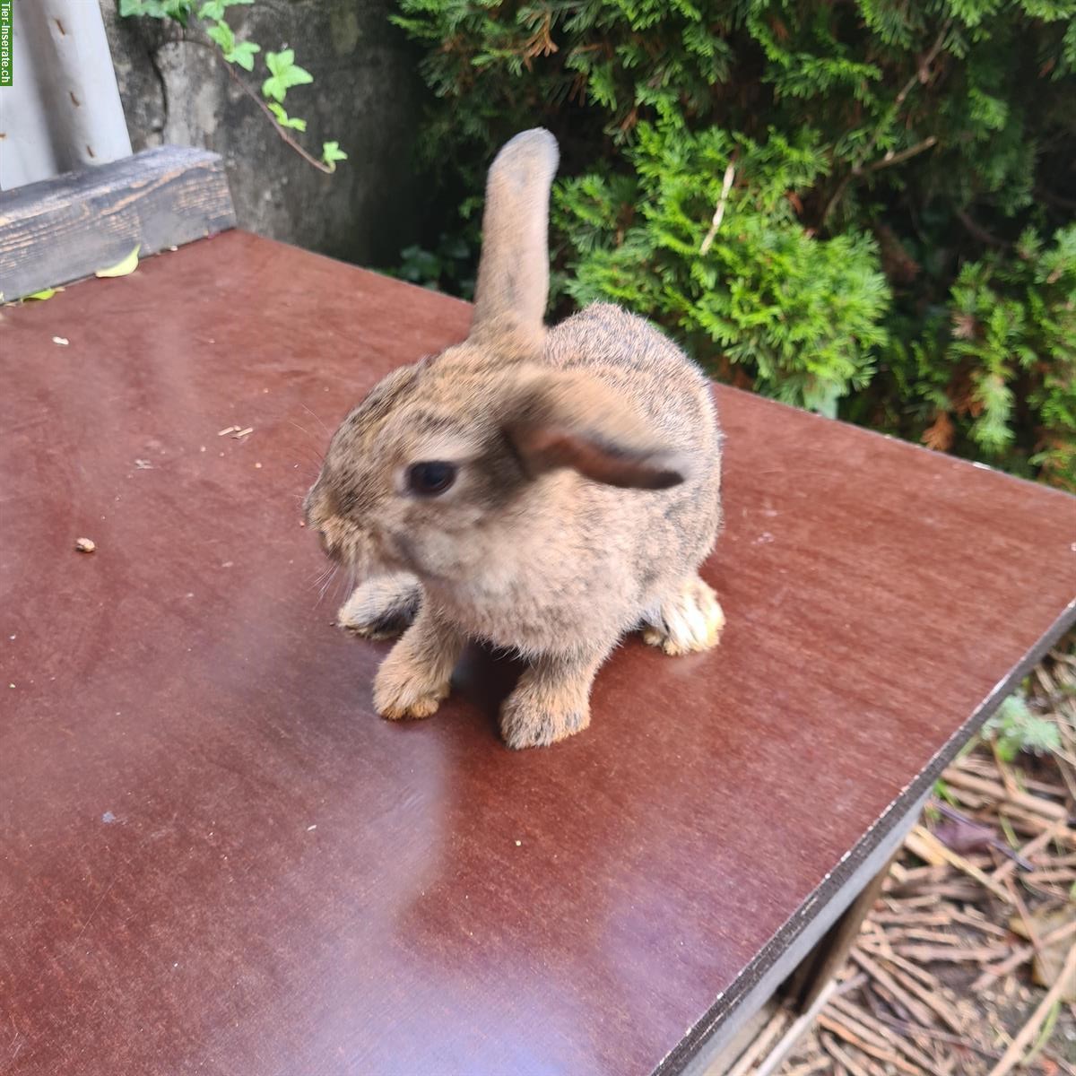 Bild 8: Zwergwidder Rammler Simba deckt gerne