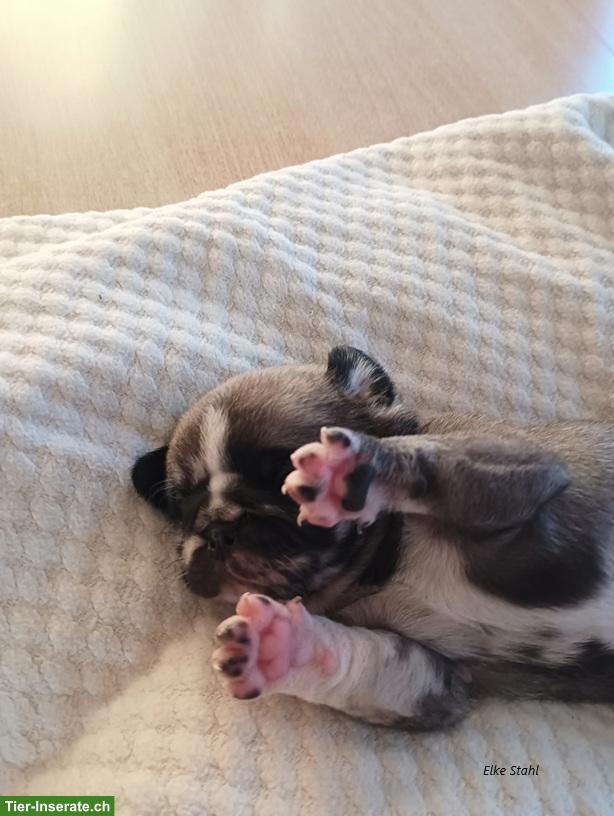 Bild 10: Wurfankündigung: Altdeutsche Mops Welpen