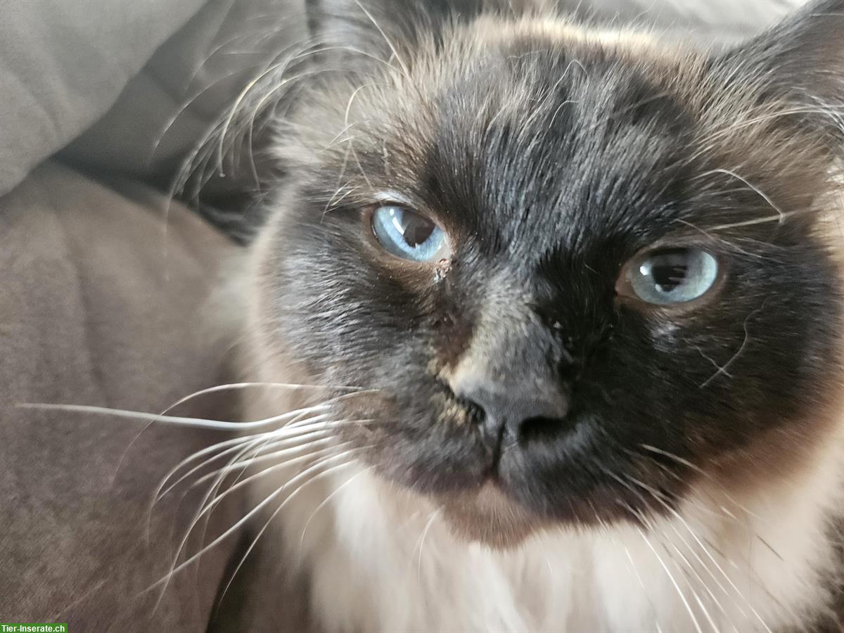 Bild 6: Deckkater Heilige Birma