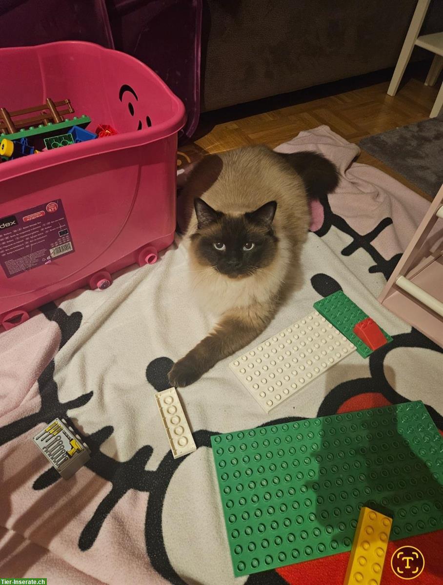 Bild 8: Deckkater Heilige Birma