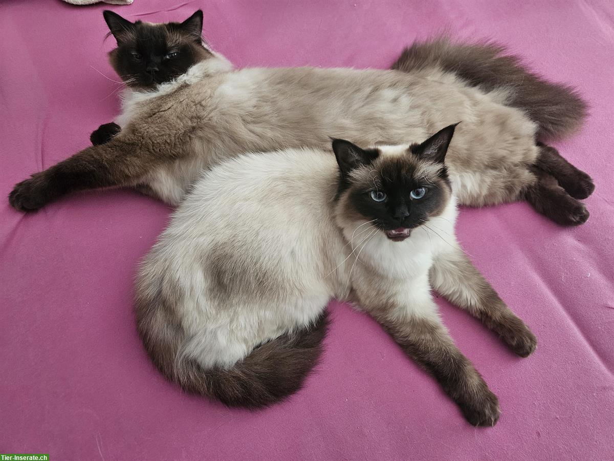 Bild 9: Deckkater Heilige Birma